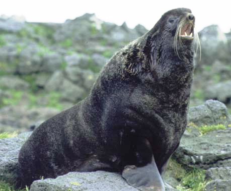 Las focas muestran habilidades de reconocimiento súper-humanas